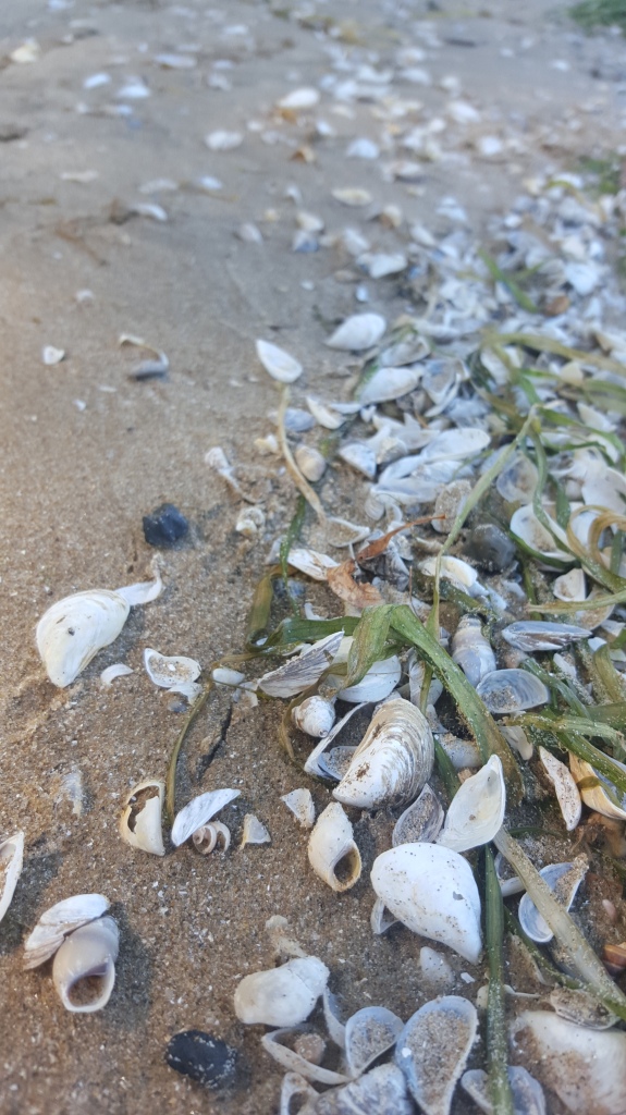 "Shells on the beach"  Pelee Island Lighthouse Trail